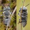 Megachile pilidens